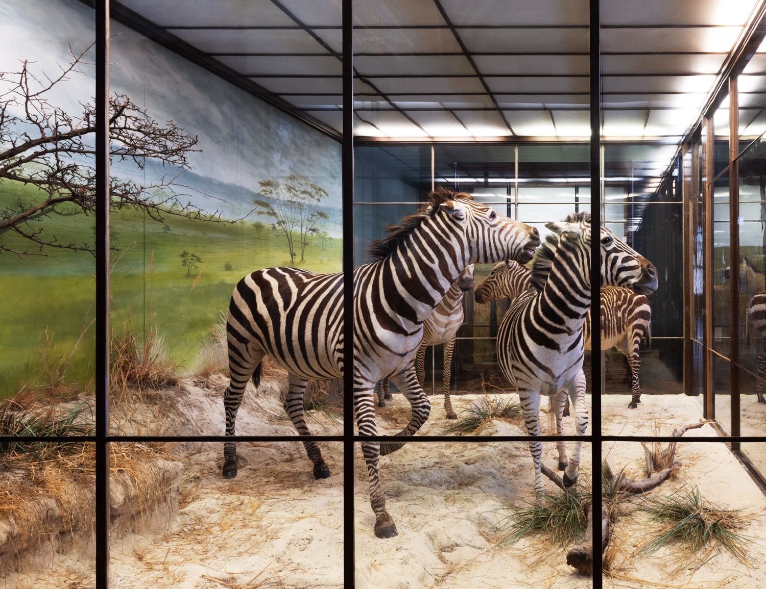 Object: Zebras - Anett Stuth